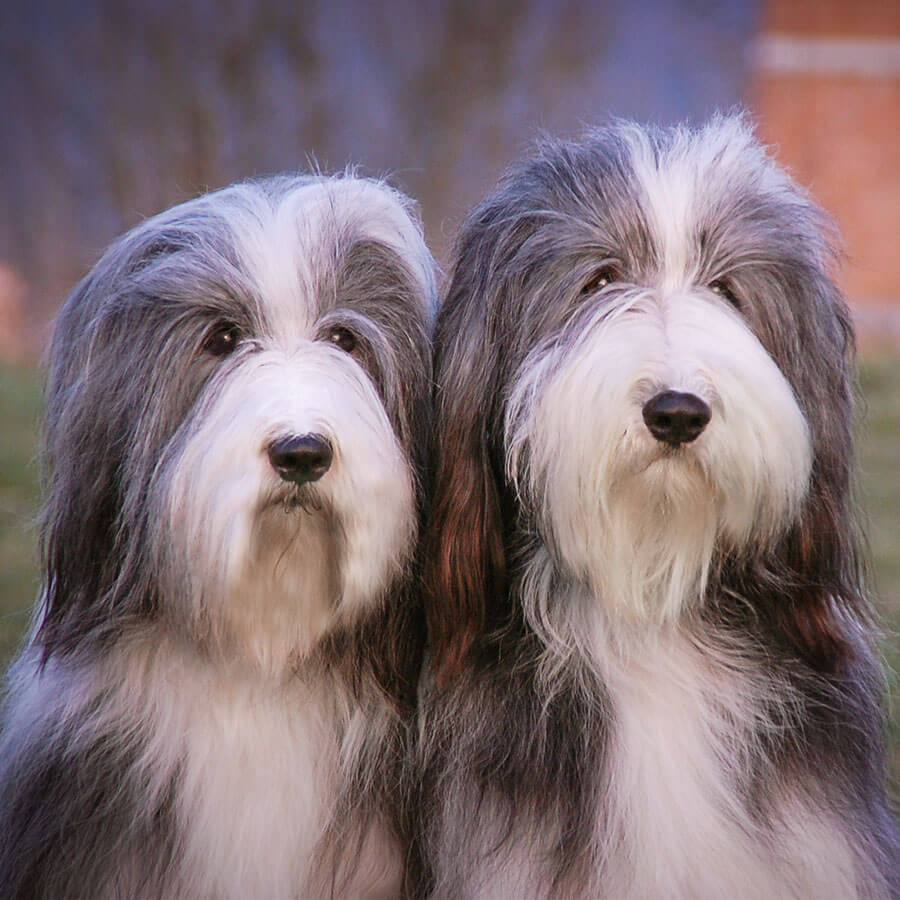 Op tijd snap Praten About us – Bearded collie K A S I T E R I T Slovakia, Europe